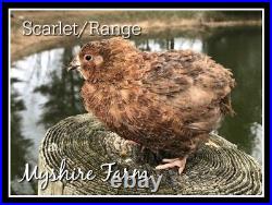 110+ Scarlet/Range Coturnix Quail Hatching Eggs By Myshire! Includes Tuxedo