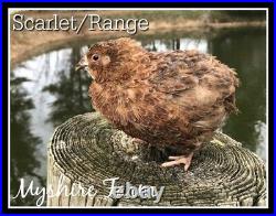 110+ Scarlet/Range Coturnix Quail Hatching Eggs By Myshire! Includes Tuxedo
