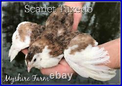 170+ Scarlet/Range Coturnix Quail Hatching Eggs By Myshire! Includes Tuxedo