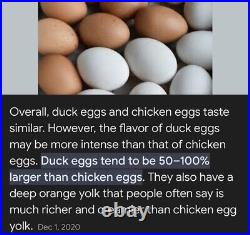 24 Organic Fresh Duck Eggs For Eating Keto Baking Free Range pasture-raise 2 doz