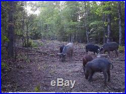 Free Range Semi Guided Wild Hog Hunts
