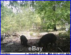 Free Range Semi Guided Wild Hog Hunts