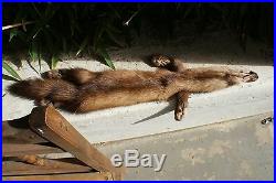 Marten pelt pro tanned Mountable taxidermy wild fur WY Wind River range Quality