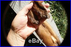 Marten pelt pro tanned Mountable taxidermy wild fur WY Wind River range Quality